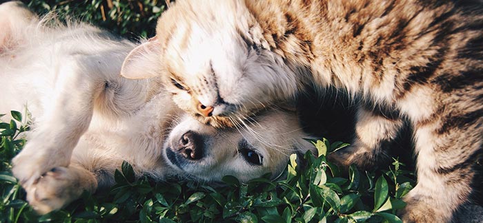 Image of a dog and cat cuddling on green grass for Quotacy blog How Pets Can Improve Your Health and Well-Being.