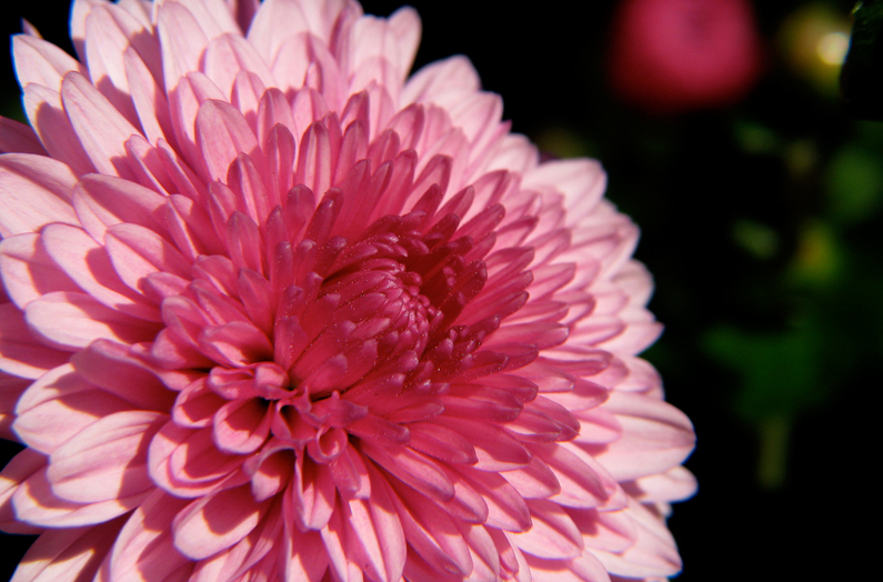 Breast Cancer and Life Insurance