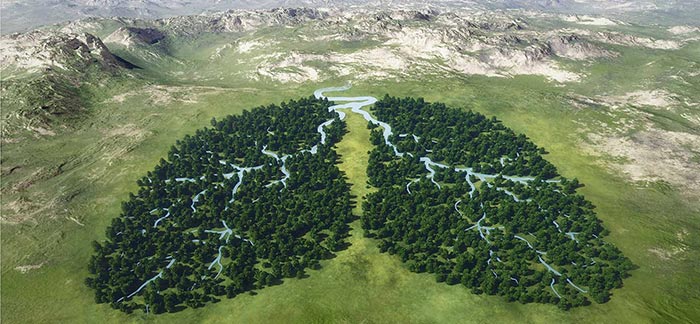 Image of river running through two sections of trees shaped like lungs for Quotacy blog Life Insurance & COPD: Buyer's Guide.