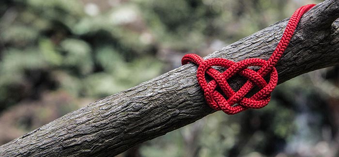 Image of red rope tied in heart-shaped knot on a tree