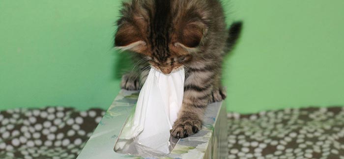 Image of kitten playing with a box of tissues for Quotacy blog Getting Sick During Your Life Insurance Application.