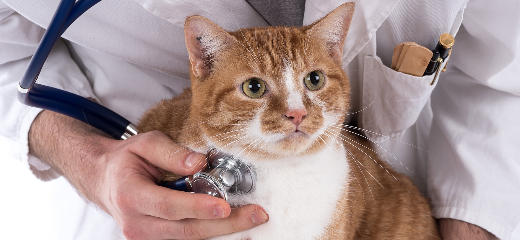 Image of a cat getting a checkup for a quotacy blog about getting life insurance without needing a medical exam