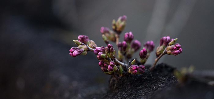 Image of purple flowers budding in spring for Quotacy blog It’s Time to Spring Clean Your Finances.