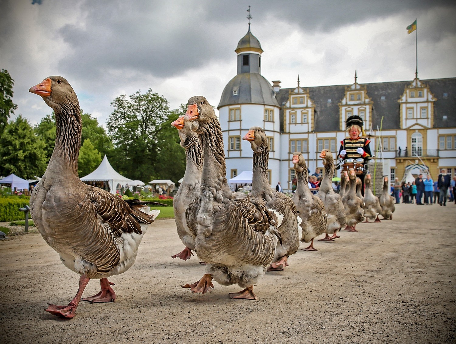 This is the Ganzenfanfare - a goose band from the netherlands.