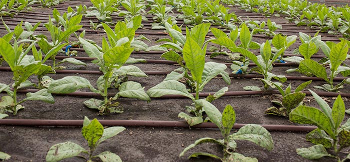 Image of tobacco plants growing in a field for Quotacy blog How Does Chewing Tobacco Affect Life Insurance Rates?