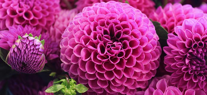 Image of pink dahlia flowers for Quotacy blog: Breast Cancer and Life Insurance.