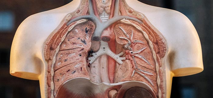 Image of human chest anatomy