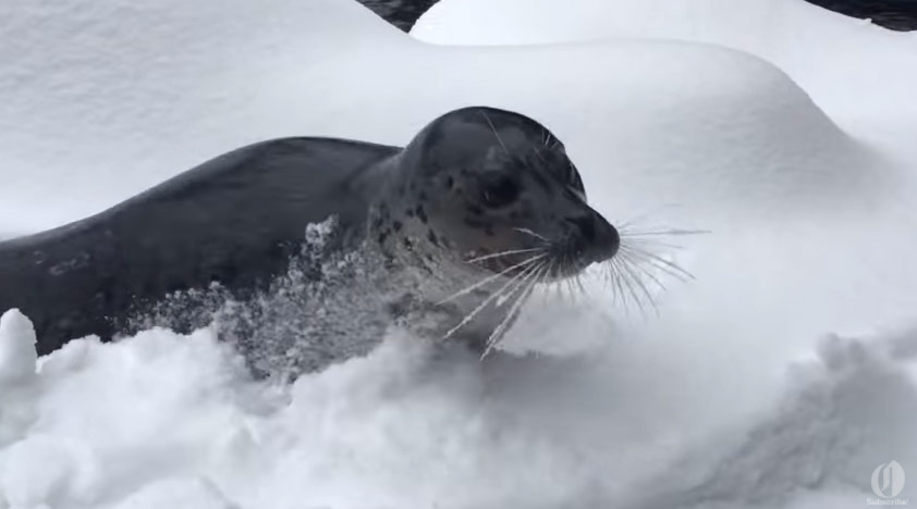 A seal having a fun snow day