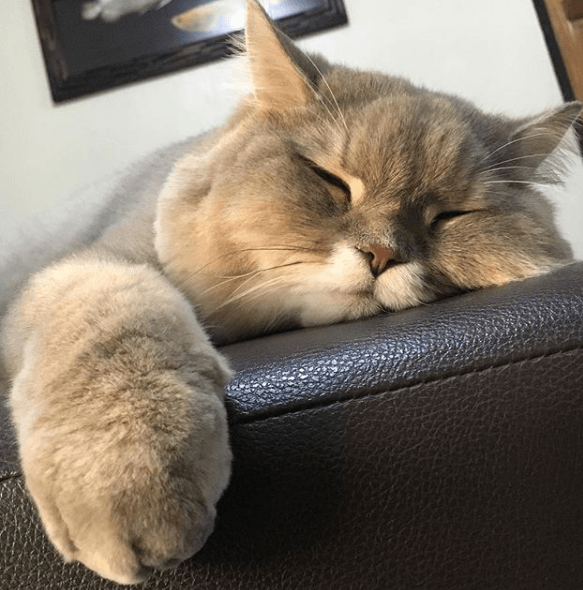 P'Bone, a really fluffy instagram cat