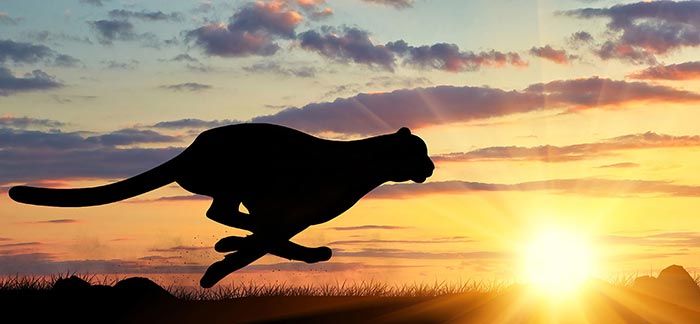 cheetah running against a sunset for Quotacy blog What Is Accelerated Underwriting or No Medical Exam Life Insurance?
