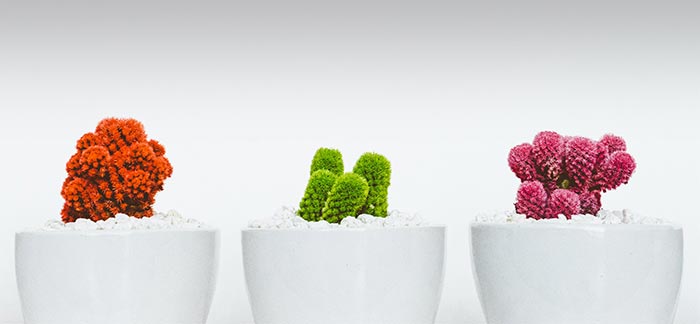 three different succulents for Quotacy blog Differences Between Term, Universal, and Whole Life Insurance