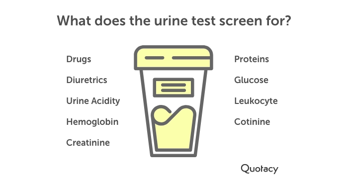 graphic titled 'what does the urine test screen for' on a white background with a urine testing icon next to in between the two lists of what the urine test screens for