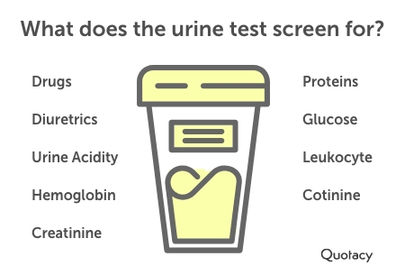 graphic titled 'what does the urine test screen for' on a white background with a urine testing icon next to in between the two lists of what the urine test screens for