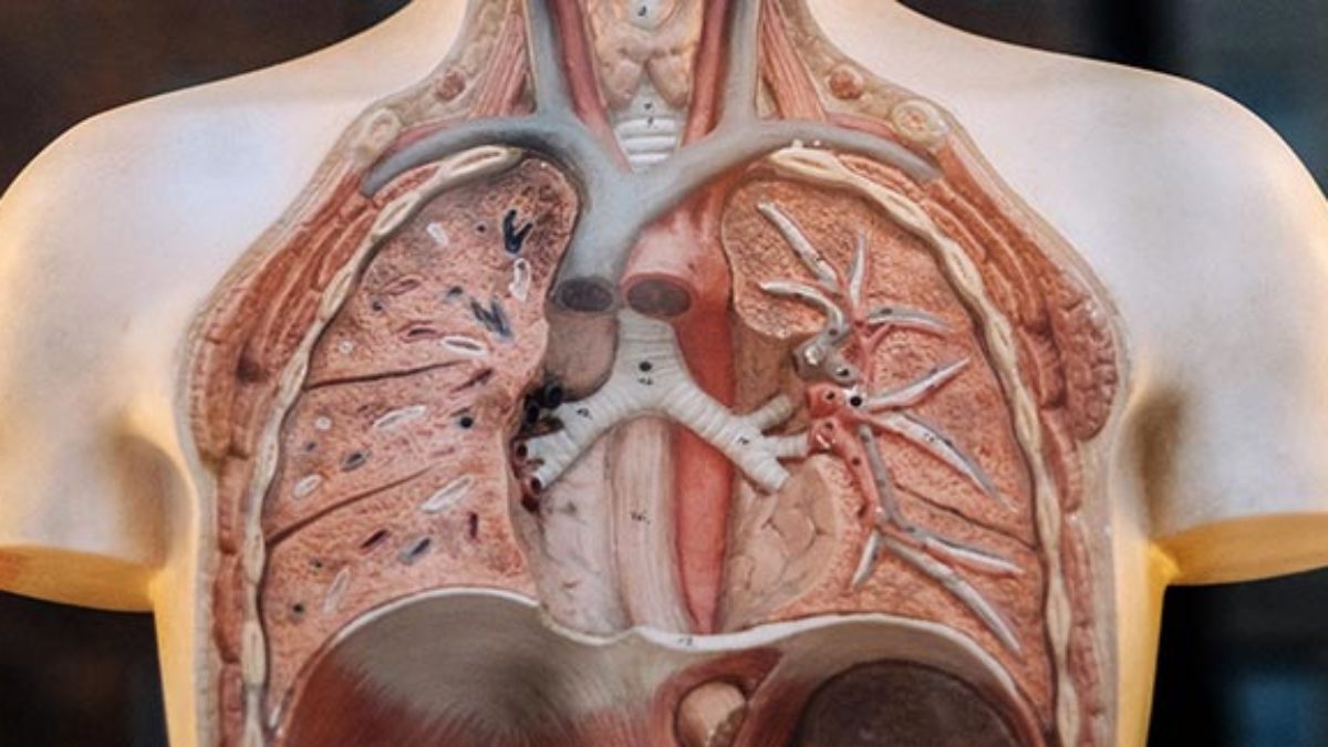 Can You Get A Kidney Transplant Without Insurance KIDCET